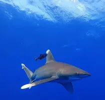shark
